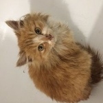 Фото: найдена кошка «Найден кот Казань» в г. Казань